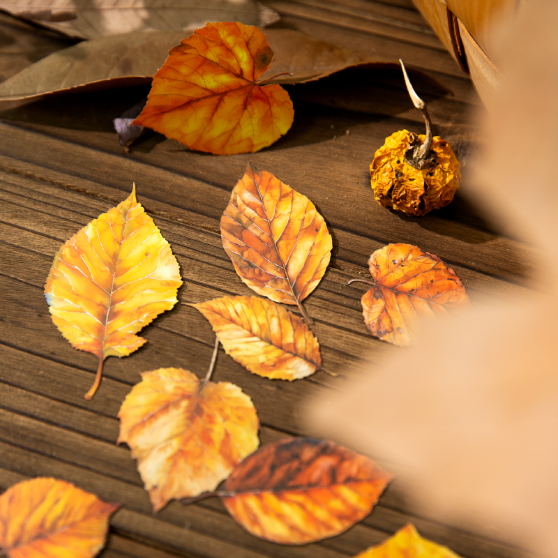 저널 GO 20개입 황금 가을 낙엽 풍경 스티커 카드  - Art And Craft Autumn 리뷰 및 가격